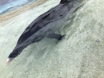 大分マリーンパレス水族館 「うみたまご」に投稿された画像（2021/8/4）