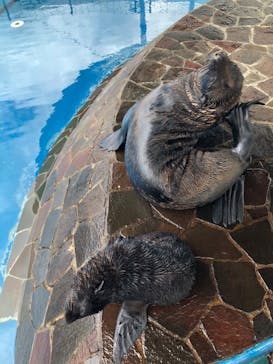 大分マリーンパレス水族館 「うみたまご」に投稿された画像（2021/8/4）