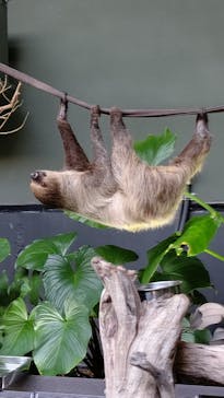 カワスイ 川崎⽔族館に投稿された画像（2021/8/4）