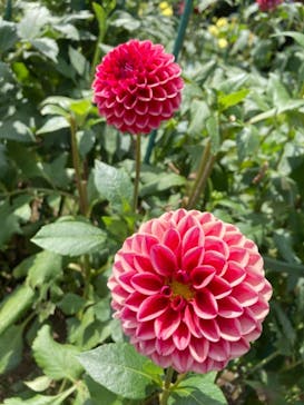 国営昭和記念公園 秋の夜散歩に投稿された画像（2021/8/4）