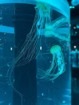 マクセル アクアパーク品川に投稿された画像（2021/8/4）