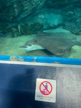 マクセル アクアパーク品川に投稿された画像（2021/8/4）