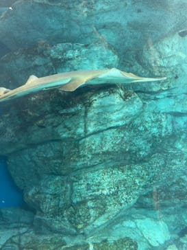 マクセル アクアパーク品川に投稿された画像（2021/8/4）