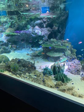 マクセル アクアパーク品川に投稿された画像（2021/8/4）