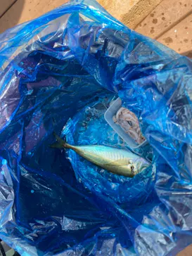 横浜・八景島シーパラダイスに投稿された画像（2021/8/4）