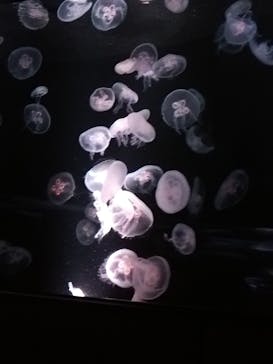京都水族館に投稿された画像（2021/8/4）