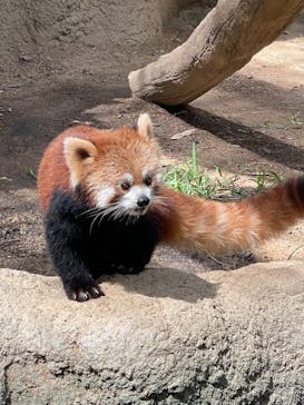 神戸どうぶつ王国に投稿された画像（2021/8/4）