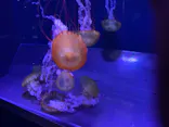 すみだ水族館に投稿された画像（2021/8/4）