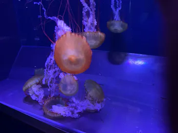 すみだ水族館に投稿された画像（2021/8/4）