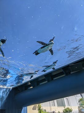 サンシャイン水族館に投稿された画像（2021/8/4）
