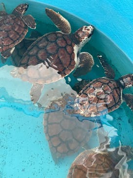 串本海中公園水族館に投稿された画像（2021/8/4）