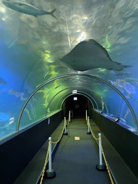 串本海中公園水族館に投稿された画像（2021/8/4）