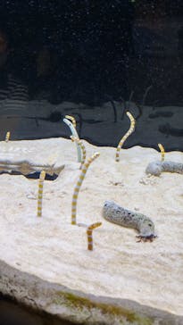 京都水族館に投稿された画像（2021/8/4）