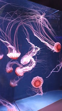 京都水族館に投稿された画像（2021/8/4）