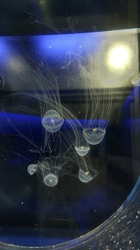 京都水族館に投稿された画像（2021/8/4）