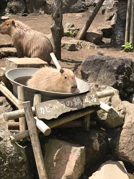 伊豆シャボテン動物公園に投稿された画像（2021/8/4）