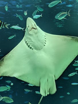 サンシャイン水族館に投稿された画像（2021/8/4）