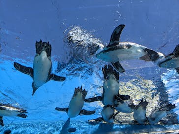 サンシャイン水族館に投稿された画像（2021/8/4）
