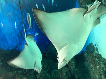 サンシャイン水族館に投稿された画像（2021/8/4）