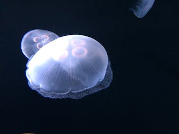 サンシャイン水族館に投稿された画像（2021/8/4）