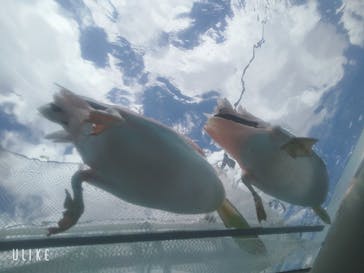 サンシャイン水族館に投稿された画像（2021/8/4）