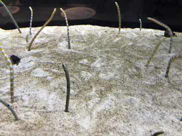 すみだ水族館に投稿された画像（2021/8/4）