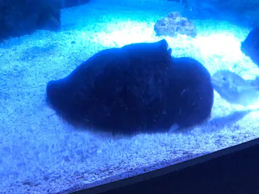 すみだ水族館に投稿された画像（2021/8/4）