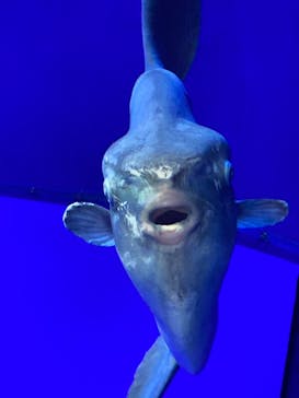 サンシャイン水族館に投稿された画像（2021/8/5）