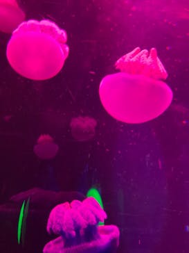 サンシャイン水族館に投稿された画像（2021/8/5）