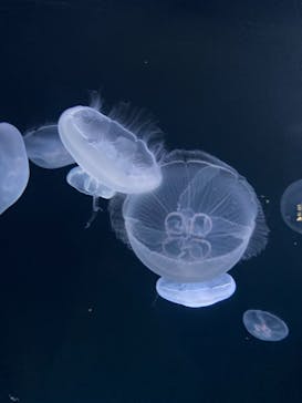 サンシャイン水族館に投稿された画像（2021/8/5）