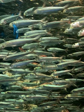 サンシャイン水族館に投稿された画像（2021/8/5）