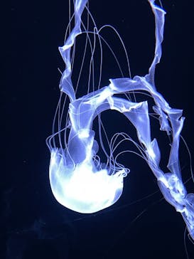 サンシャイン水族館に投稿された画像（2021/8/5）