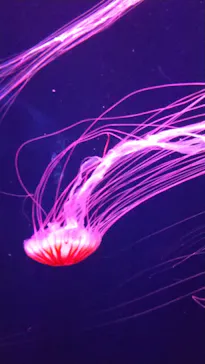 すみだ水族館に投稿された画像（2021/8/5）