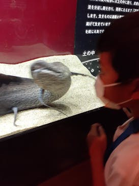 カワスイ 川崎⽔族館に投稿された画像（2021/8/5）