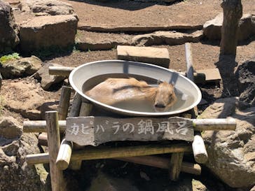 伊豆シャボテン動物公園に投稿された画像（2021/8/5）