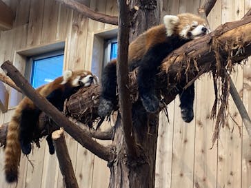 伊豆シャボテン動物公園に投稿された画像（2021/8/5）