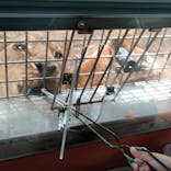 秋吉台自然動物公園 サファリランドに投稿された画像（2021/8/5）