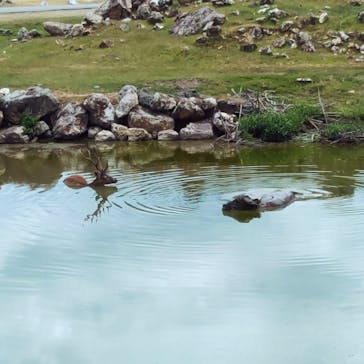 秋吉台自然動物公園 サファリランドに投稿された画像（2021/8/5）