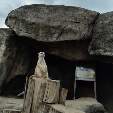 秋吉台自然動物公園 サファリランドに投稿された画像（2021/8/5）