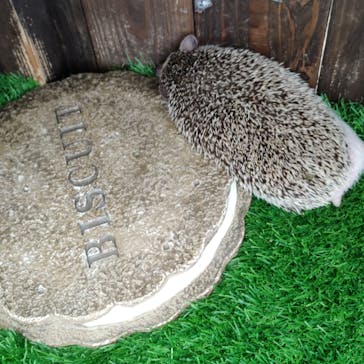 秋吉台自然動物公園 サファリランドに投稿された画像（2021/8/5）