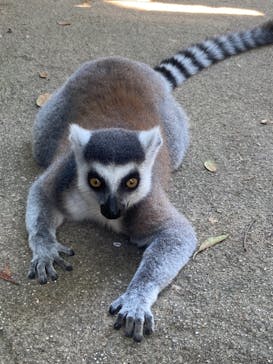 神戸どうぶつ王国に投稿された画像（2021/8/5）