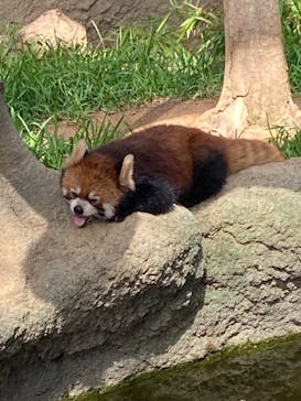 神戸どうぶつ王国に投稿された画像（2021/8/5）