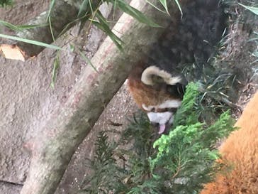 那須どうぶつ王国に投稿された画像（2021/8/5）