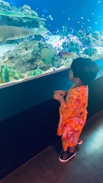 マクセル アクアパーク品川に投稿された画像（2021/8/6）