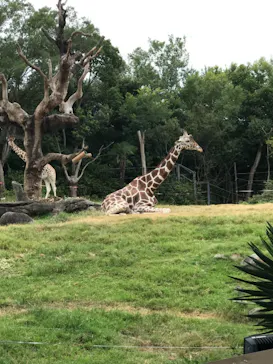 天王寺動物園に投稿された画像（2021/8/6）