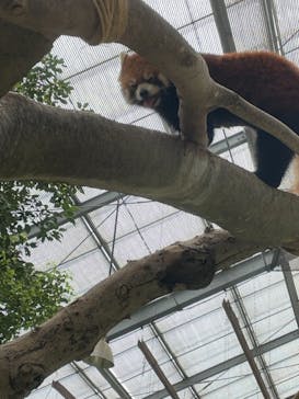 神戸どうぶつ王国に投稿された画像（2021/8/6）