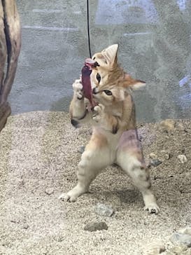 神戸どうぶつ王国に投稿された画像（2021/8/6）