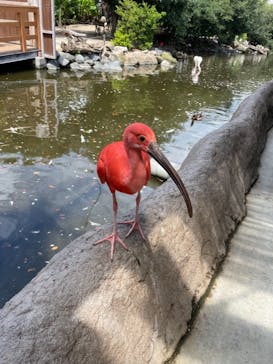 神戸どうぶつ王国に投稿された画像（2021/8/6）