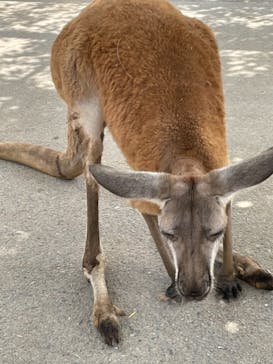 神戸どうぶつ王国に投稿された画像（2021/8/6）