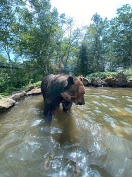 サホロリゾート　ベア･マウンテンに投稿された画像（2021/8/6）